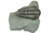 Prone Flexicalymene Trilobite - Ohio #319126-1